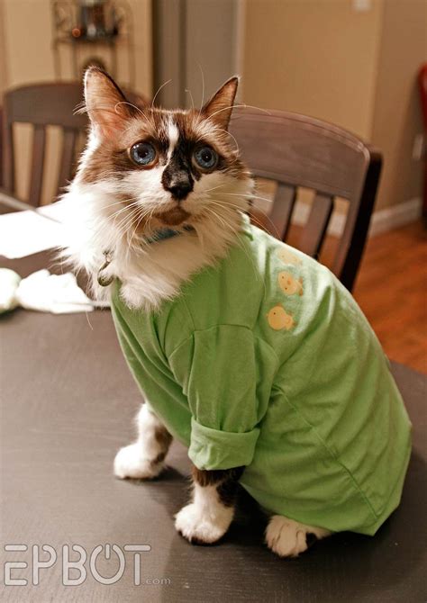 onesie on a cat|cat onesie for over grooming.